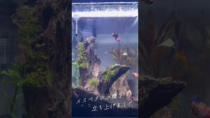 aquarium-aquascape