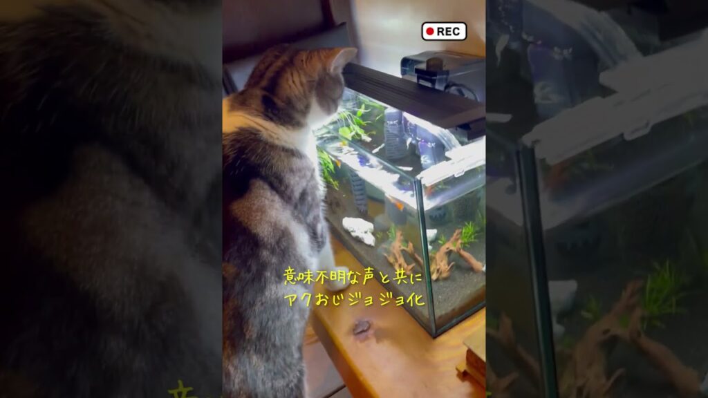 aquarium-shorts
