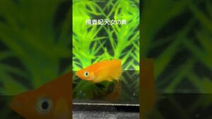 sayo-aquarium-