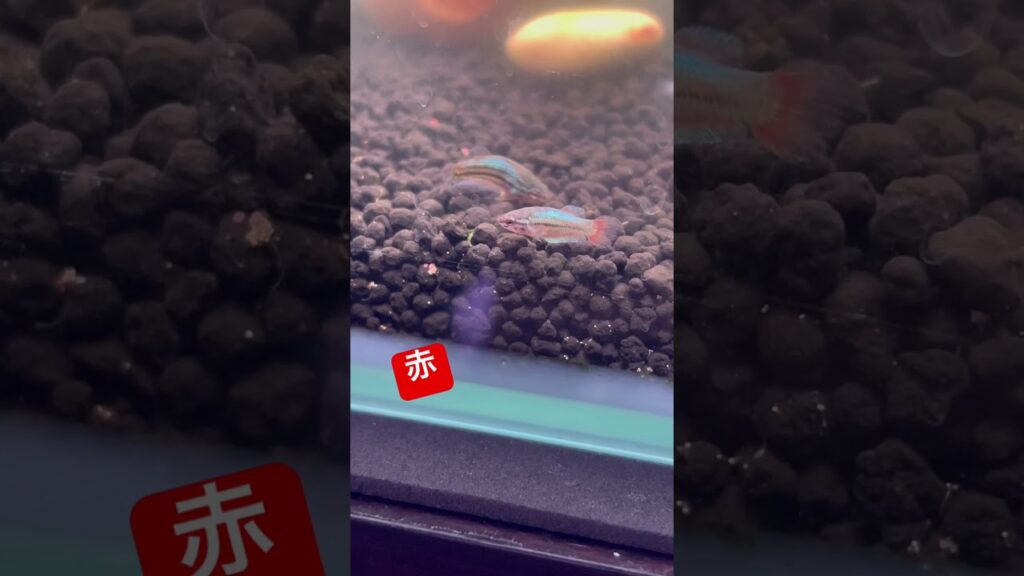 41-aquarium-
