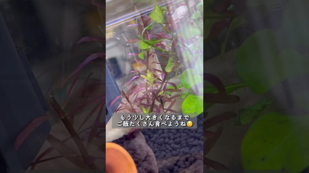 New-FaceHMPK-aquarium-