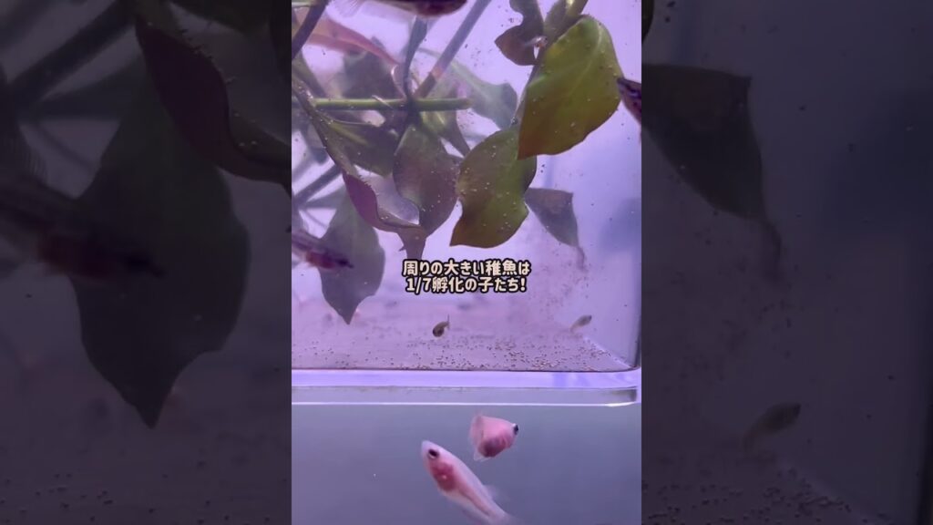 aquarium-1-12