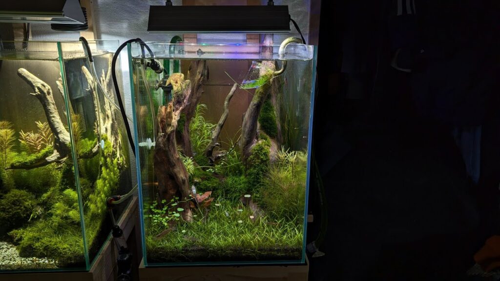 aquarium-aquascape