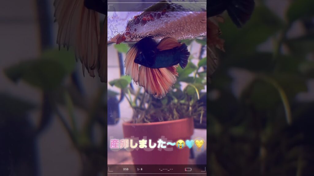 aquarium-betta