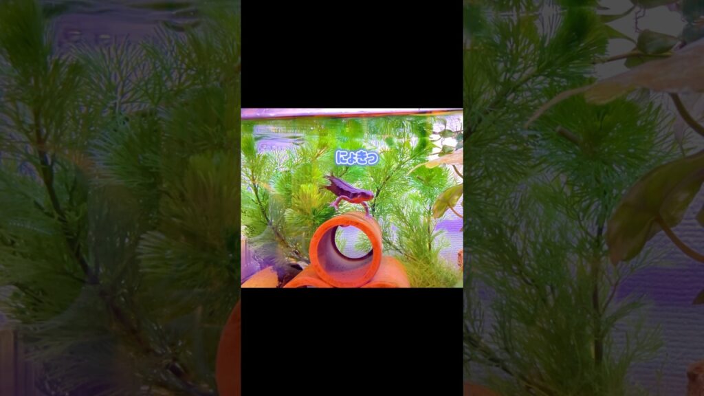 aquarium-shorts-3