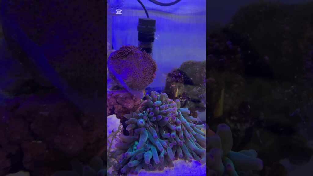 shorts-aquarium-1-1