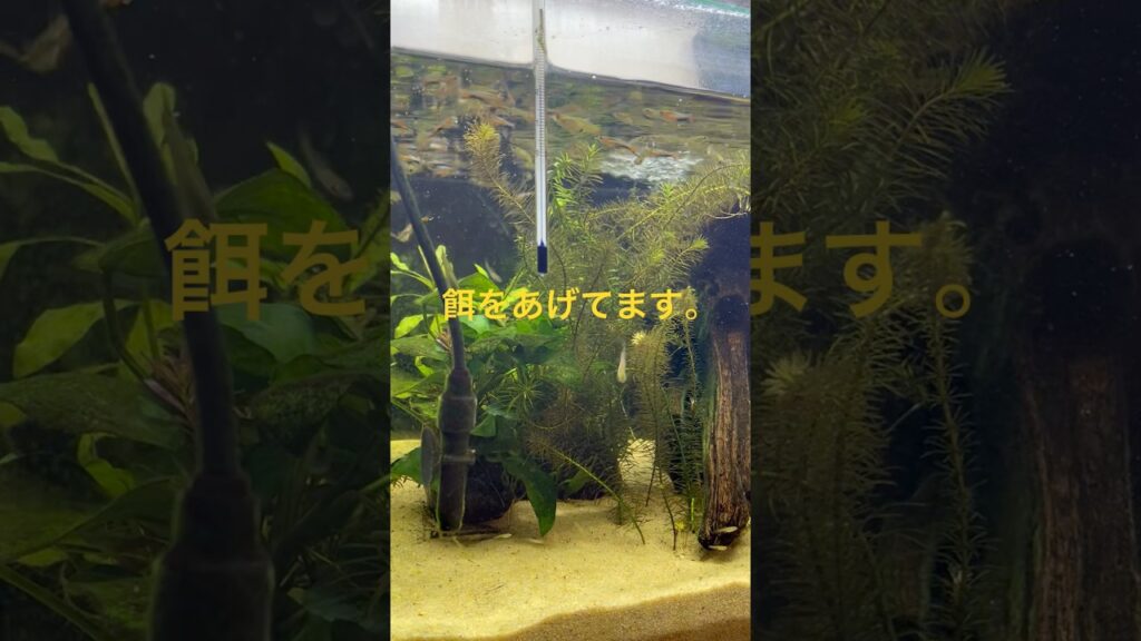 45cm320-aquarium-