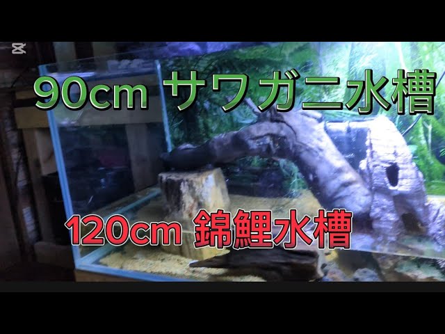 90cm-120cm-koifish-