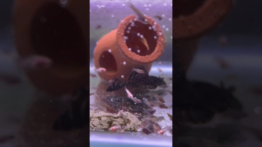 aquarium-1-11