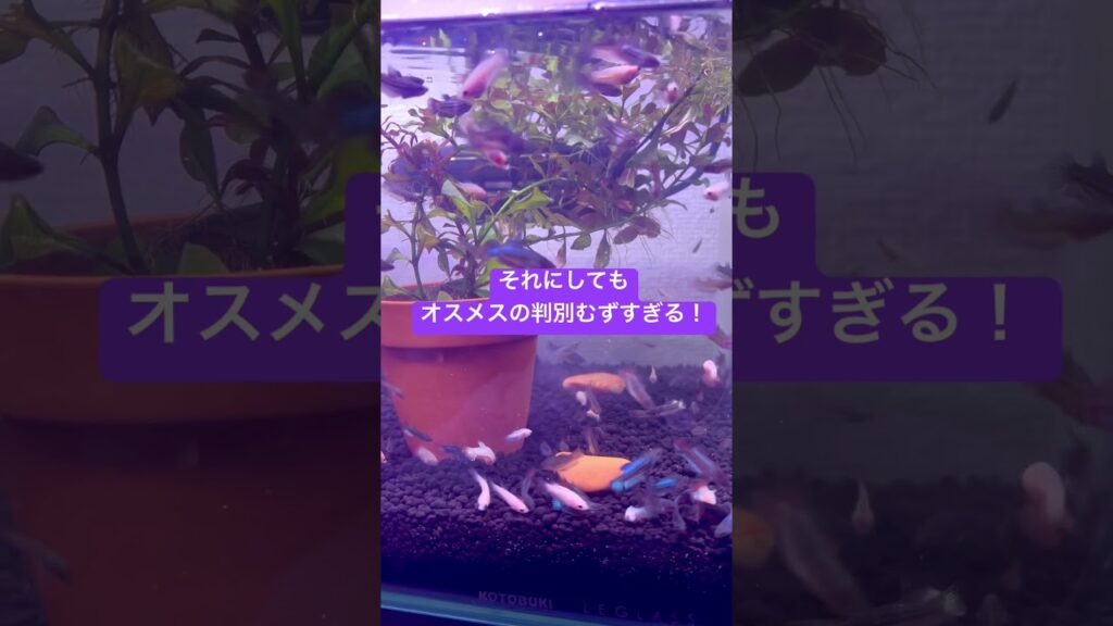 aquarium-1-2