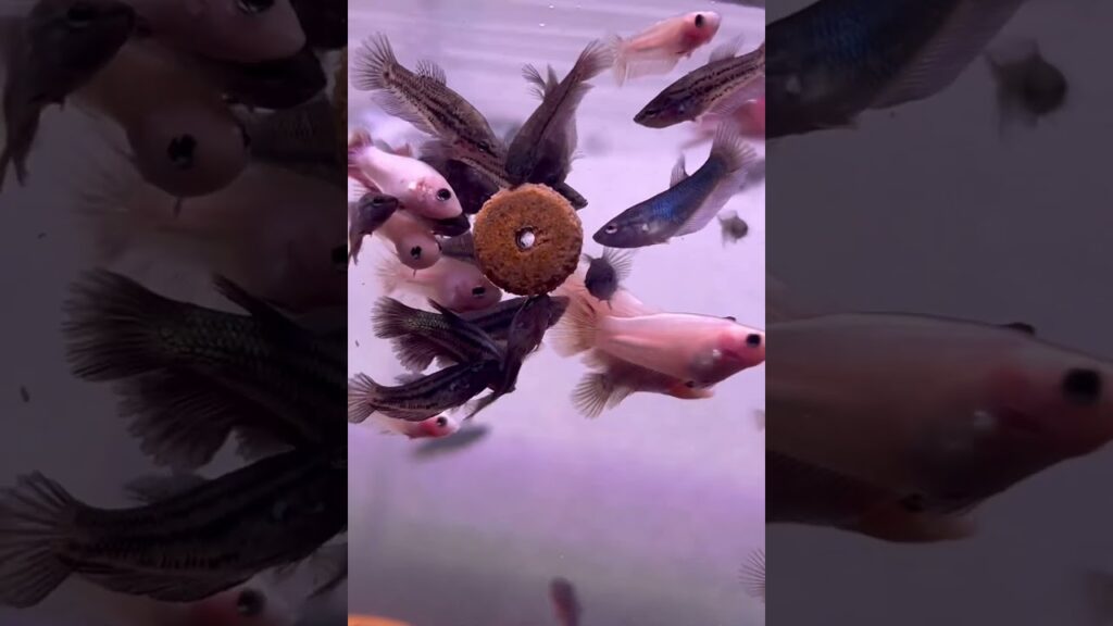 aquarium-1-3