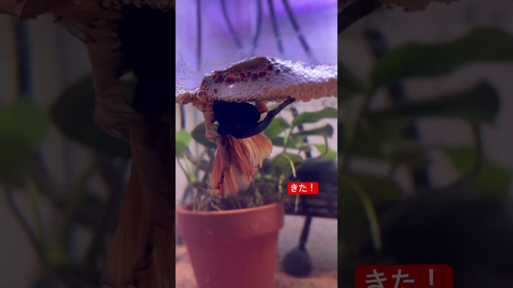 aquarium-1-4