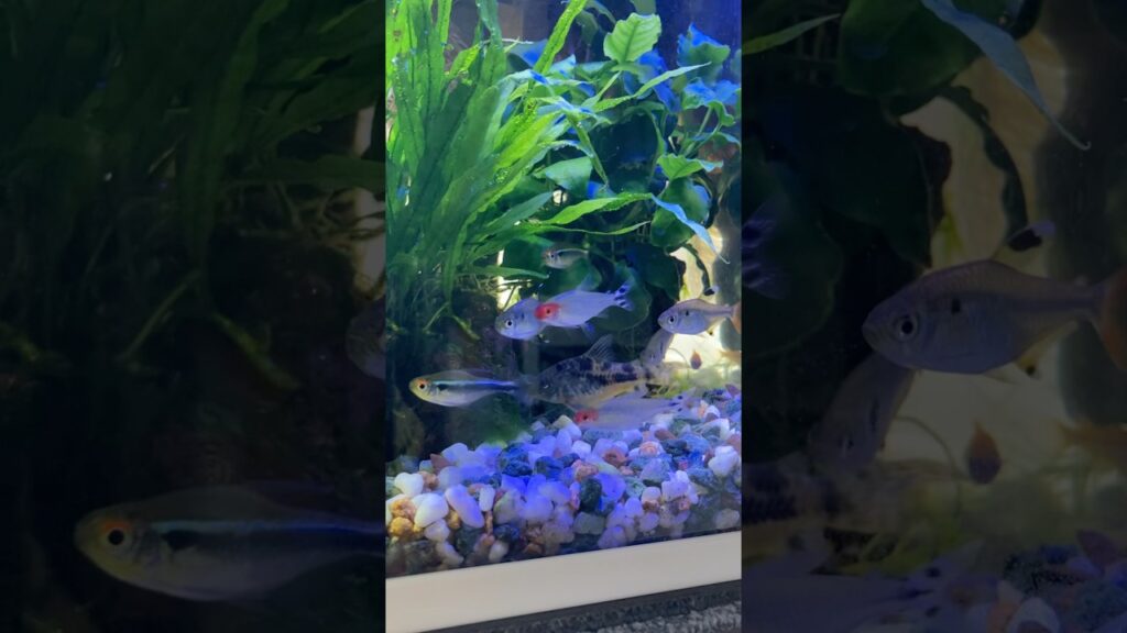 aquarium-1-7