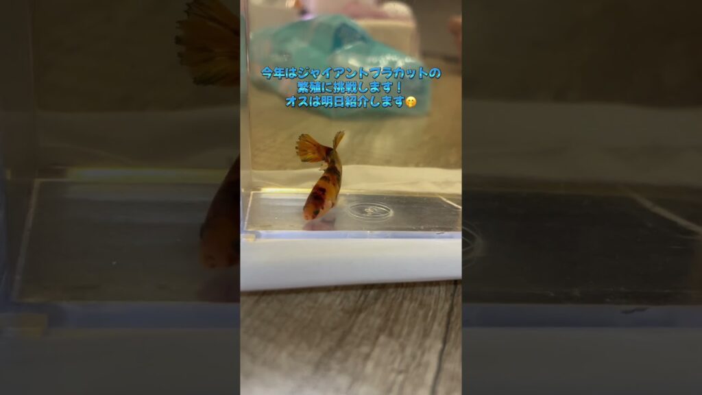 aquarium-1-8