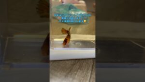 aquarium-1-8