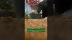 1-aquarium-
