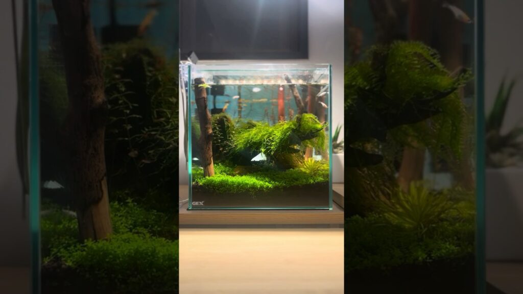 30C-Cube-Aquascape-DAY135-