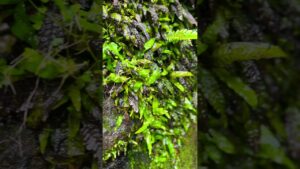 Aquarium-Plant-in-the-Wild-Java-Fern-by-a-Waterfall-javafern-aquaticplants-natureshort