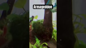 Armageddon-armageddon-aquarium