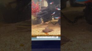 Mexican-Dwarf-Crayfish-Surprise-aquarium