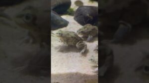 animals-aquarium