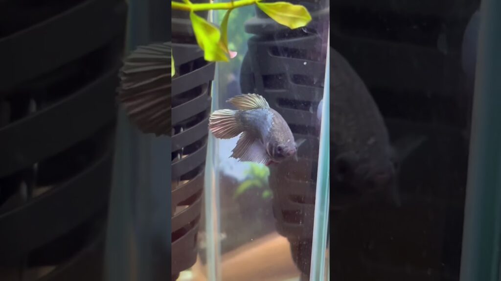 aquarium-1-3