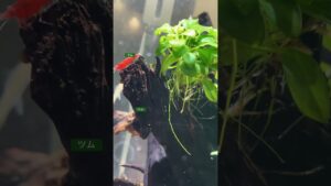 aquarium-1