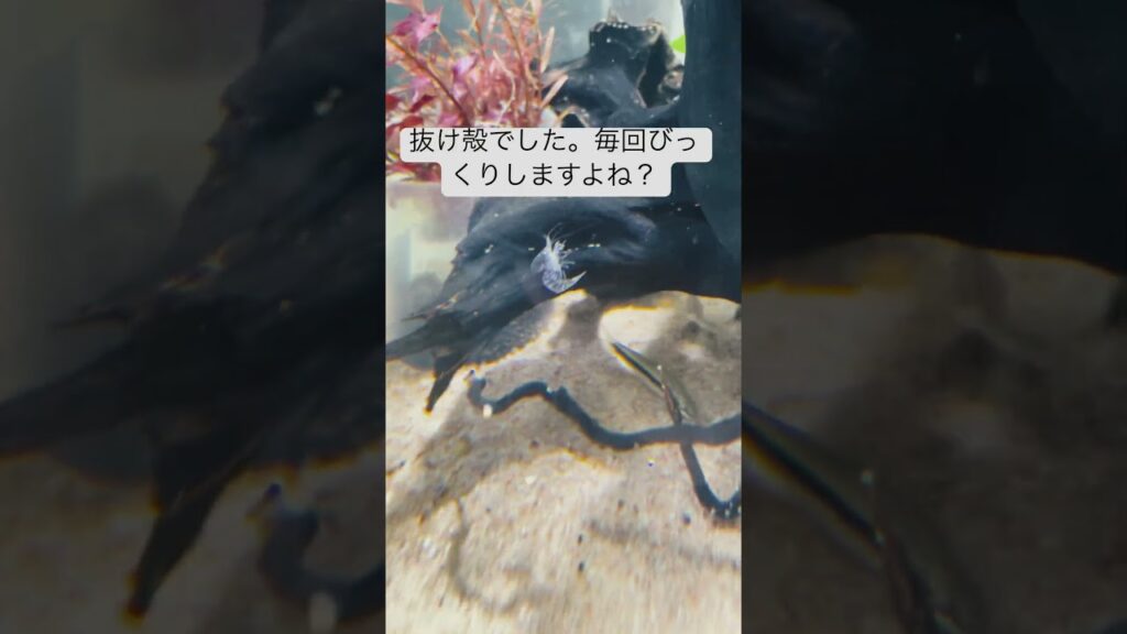 aquarium-2