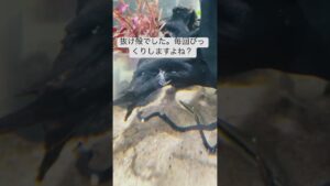 aquarium-2