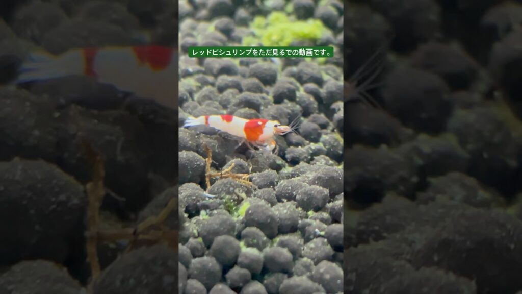 cute-aquarium