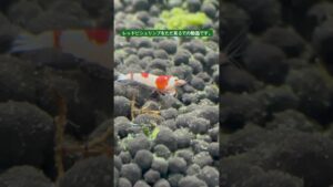 cute-aquarium