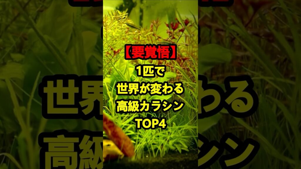 1TOP4-