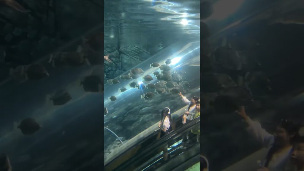 Aquarium-europe-travel-cellphone-waterfall-underwater-touristspot-beautiful-mobilephone