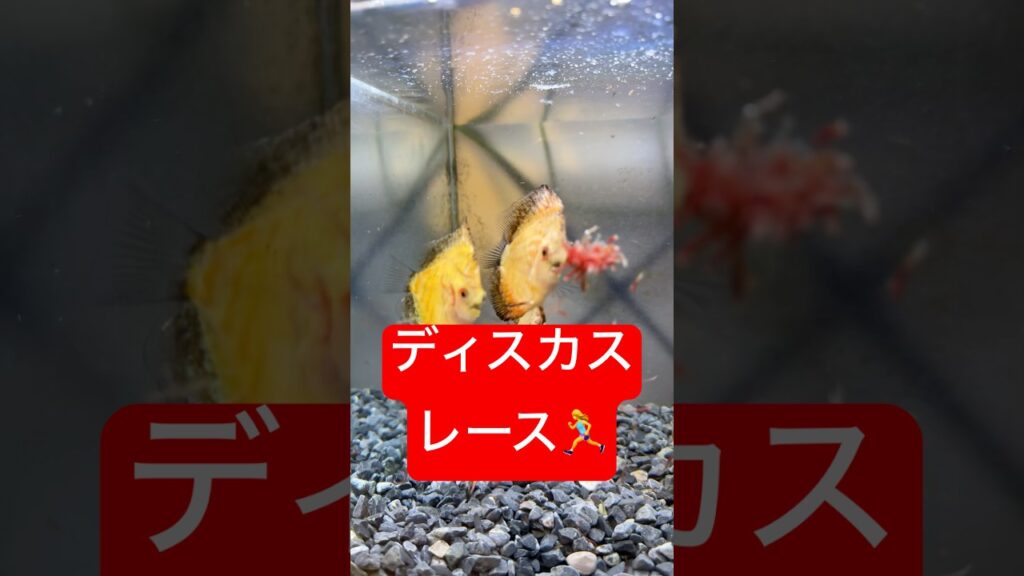 aquarium-1-12