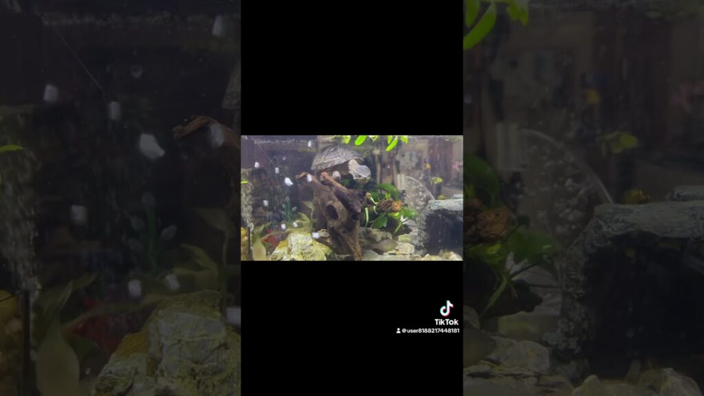 aquarium-1-3