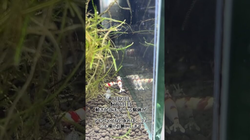 aquarium-1-9