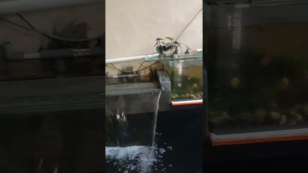 waterfall-sekalian-dudukan-aquariumkolamkoi-koi-ikan-ikanhias-fyp-funny-music
