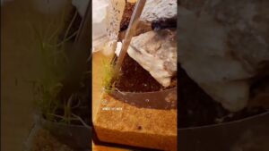 15cmhighaquarium-aquascape-aquariumhobby