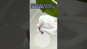 2-2-bettafish-vlog