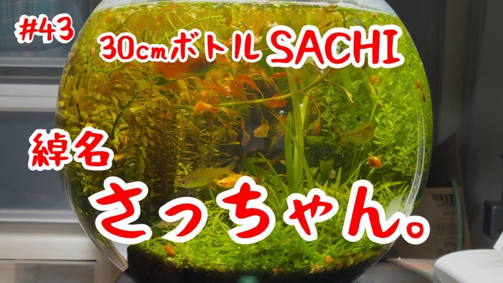 43-30cmSACHI-aquarium-