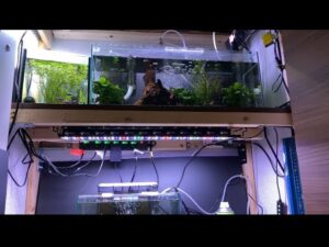 Aquarium-Aquarium-