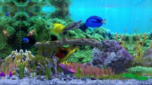 Behind-Glass-Aquarium-Simulator-