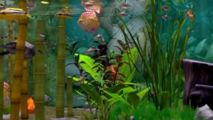 Behind-Glass-Aquarium-Simulator-1-1