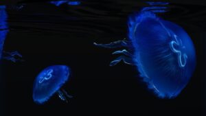 Behind-Glass-Aquarium-Simulator-1-2