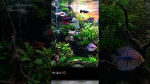 Unbelievable-Aquascape-Waterfall-and-Colorful-Fish-