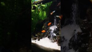acuarium-waterfall