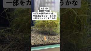 aquarium-1-2