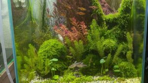 aquarium-1-3
