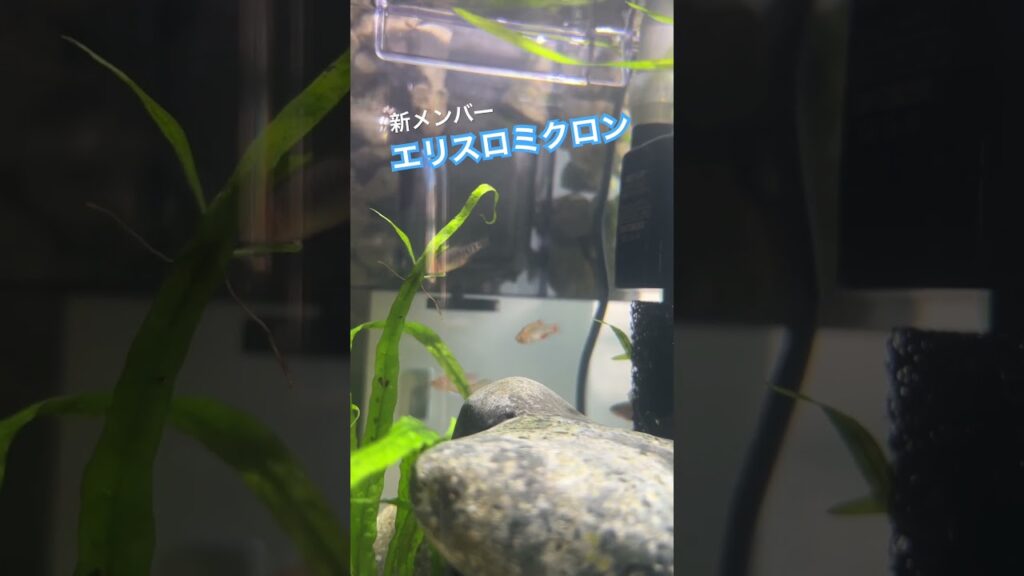 aquarium-1-5