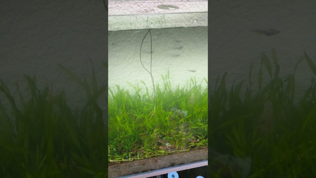 aquarium-medaka-biotope